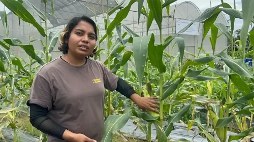 পরিবেশবান্ধব কৃষিতে সিলেটের বৃষ্টি খাতুনের অনন্য অবদান