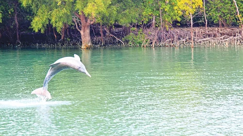 সুন্দরবনের গহীনে বেঁচে থাকা মোহনীয় ডলফিন: একটি বিলুপ্তপ্রায় জীবনের গল্প