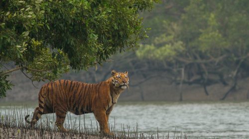 সুন্দরবনের বাঘরক্ষীদের সংগ্রাম: বাঁচানোর লড়াইয়ের এক অবিস্মরণীয় অধ্যায়