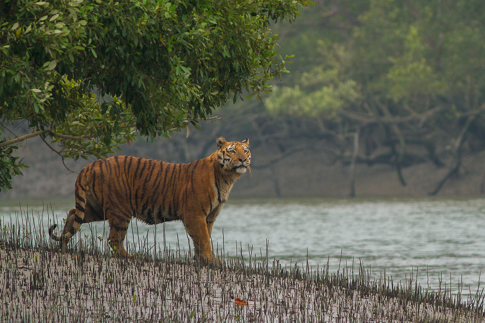 সুন্দরবনের বাঘরক্ষীদের সংগ্রাম: বাঁচানোর লড়াইয়ের এক অবিস্মরণীয় অধ্যায়