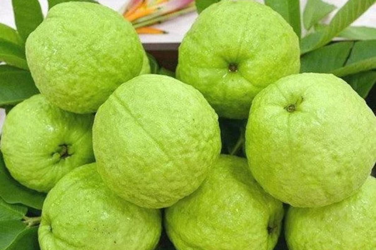 প্রোটিনের উৎস হিসেবে কিছু গুরুত্বপূর্ণ ফল