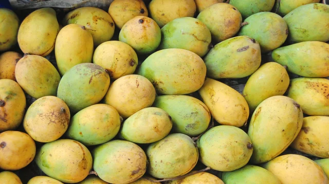 প্রতিদিন একটি আম খাওয়ার উপকারিতা