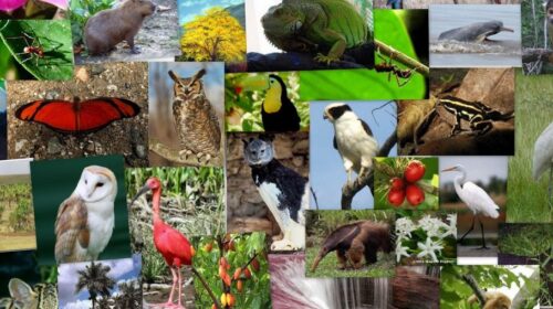 বিশ্ব জীববৈচিত্র্য দিবস আজ: পরিবেশ রক্ষায় জরুরি পদক্ষেপের আহ্বান