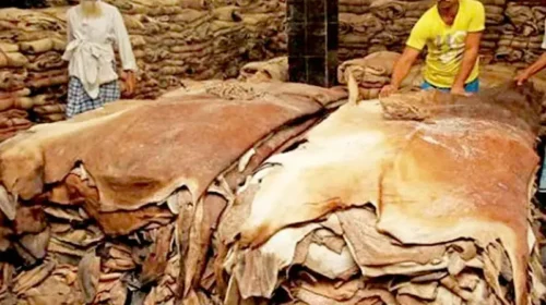 কোরবানির ঈদ সামনে রেখে প্রস্তুতি জোরদার, ১২ ঘণ্টায় বর্জ্য অপসারণের নির্দেশ