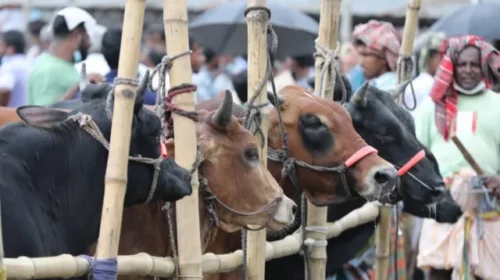 আফতাবনগরের কিছু অংশে পশুর হাট বসানোর ওপর হাইকোর্টের নিষেধাজ্ঞা