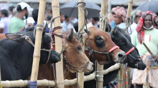 আফতাবনগরের কিছু অংশে পশুর হাট বসানোর ওপর হাইকোর্টের নিষেধাজ্ঞা