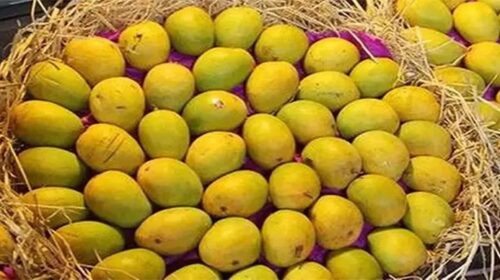 যুক্তরাষ্ট্রে অনিয়মে বাতিল হলো ভারতের আমের চালান