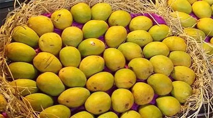 যুক্তরাষ্ট্রে অনিয়মে বাতিল হলো ভারতের আমের চালান