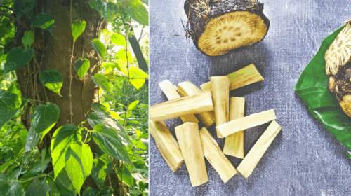 চুইঝালের চাষে লাভবান কুড়িগ্রামের কৃষকরা, দেশজুড়ে বাড়ছে জনপ্রিয়তা