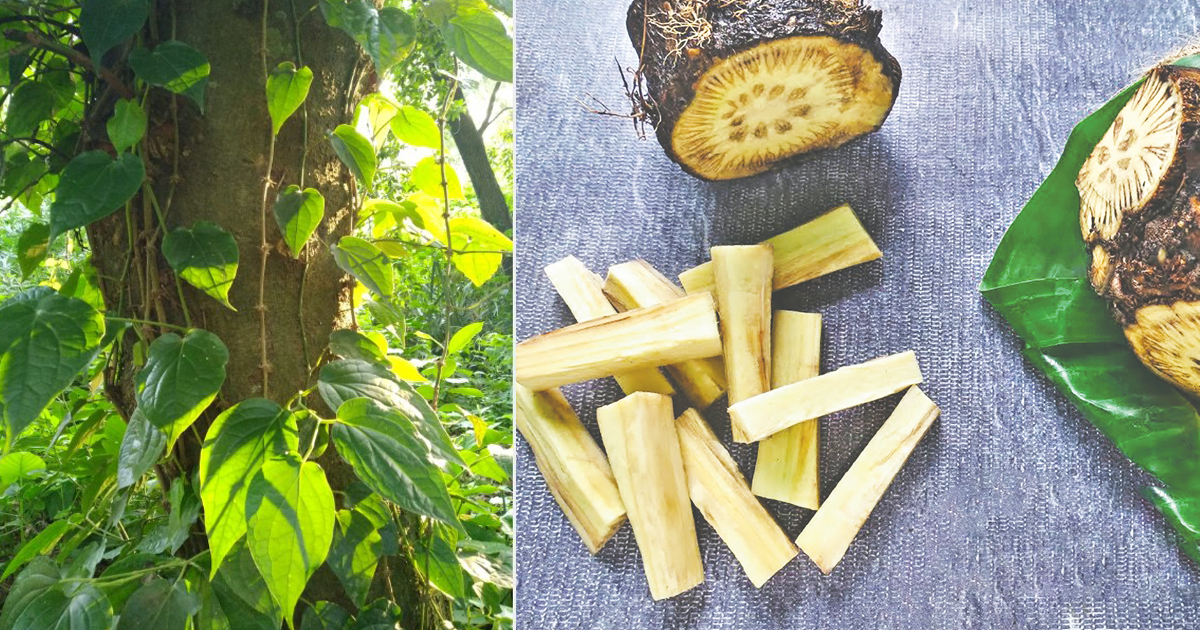 চুইঝালের চাষে লাভবান কুড়িগ্রামের কৃষকরা, দেশজুড়ে বাড়ছে জনপ্রিয়তা