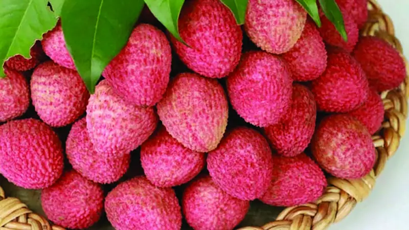 লিচু খাওয়ার উপকারিতা ও স্বাস্থ্যঝুঁকি: যা জানা জরুরি