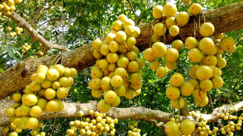 লটকনের স্বাস্থ্যগুণ: বর্ষার পুষ্টিসমৃদ্ধ টক-মিষ্টি ফল