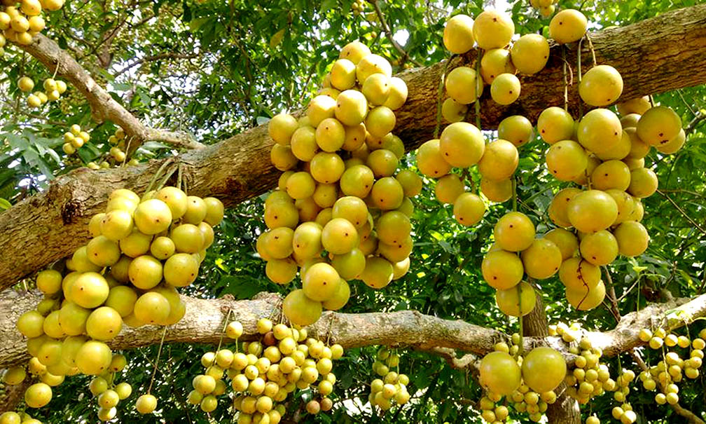 লটকনের স্বাস্থ্যগুণ: বর্ষার পুষ্টিসমৃদ্ধ টক-মিষ্টি ফল